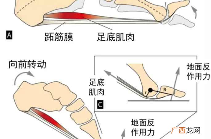 跖怎么读