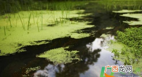 海里水藻是怎么产生的 河里常见的有哪些水藻