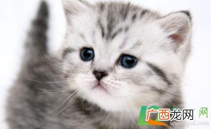 猫鼻子是黑色正常吗 猫鼻子黑正常吗
