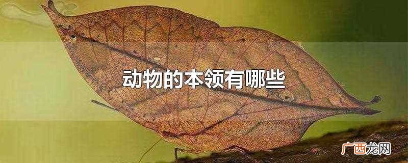 动物的本领有哪些作文 动物的本领有哪些