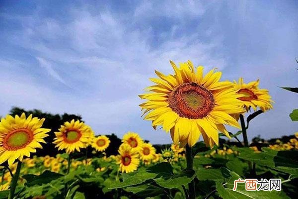 观赏向日葵种子的播种及管理 向日葵种子种植方法和时间