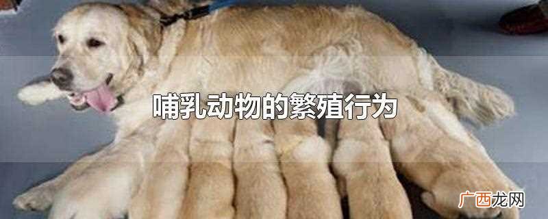 哺乳动物生殖过程 哺乳动物生殖繁育特点