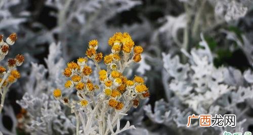 怎样在水里养殖银叶菊花 银叶菊花怎么浇水