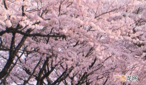 日本的樱花季在几月 日本的樱花季