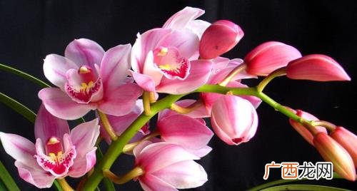大花蕙兰上盆后怎样养才开花 刚买的大花蕙兰怎么上盆易成活
