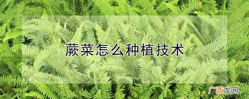 蕨菜人工种植基地 蕨菜种植技术和方法