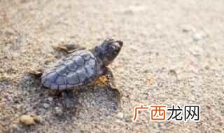 乌龟放阳台水温热了怎么办 乌龟放在阳台会被晒死吗