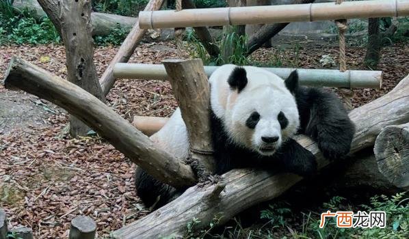 旅美熊猫美香什么时候回国 中国熊猫在国外被饿得骨瘦如柴