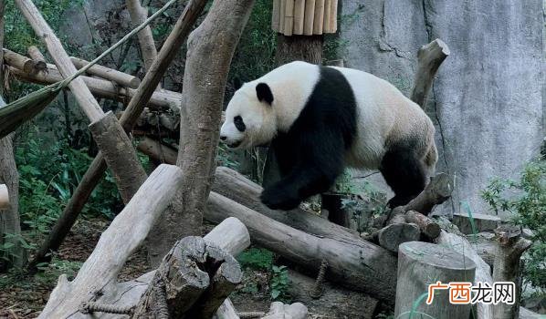 旅美熊猫美香什么时候回国 中国熊猫在国外被饿得骨瘦如柴