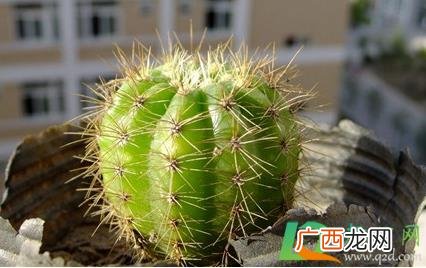 仙人球怎么看它要浇水了 仙人球怎么看它缺水