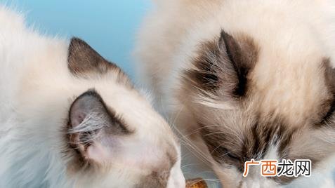 胀罐的猫罐头还能喂给猫吃吗 猫罐头为啥会胀罐