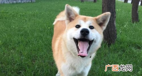 秋田犬和柴犬哪个更适合养 柴犬和秋田犬哪个好养