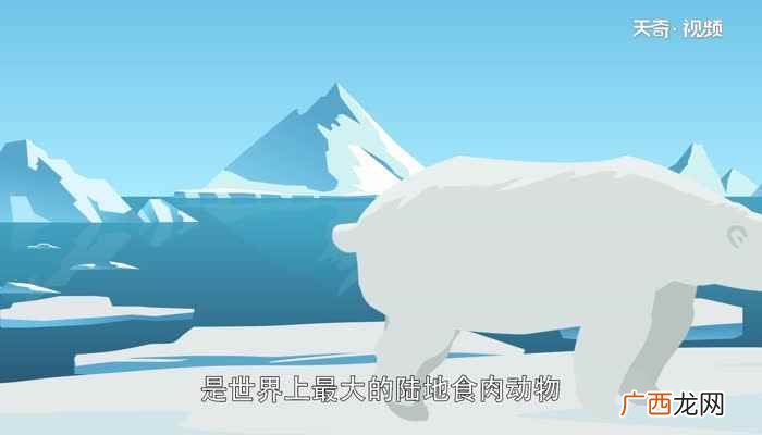 北极熊是熊科熊属的一种动物 北极熊的毛是什么颜色的