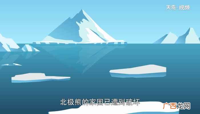 北极熊是熊科熊属的一种动物 北极熊的毛是什么颜色的