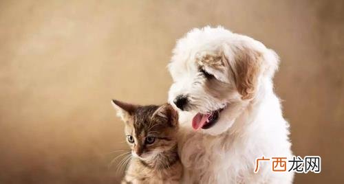 可以在大学宿舍养猫么 大学宿舍可以养猫吗