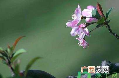 春分叫春社吗 春分就是春社吗
