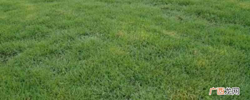 草坪草籽播种方法视频 草坪草籽播种方法