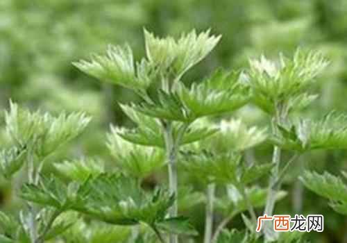 艾叶的功效与作用图 艾叶的功效与作用