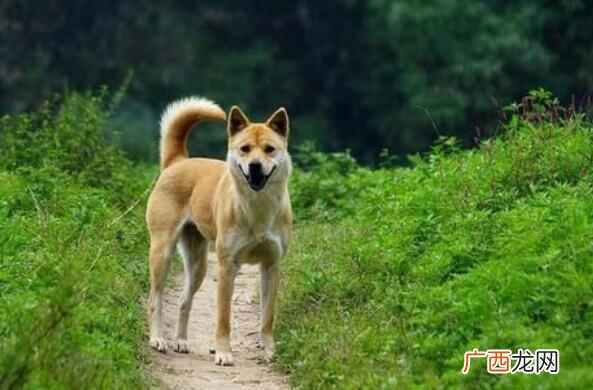 小鹿犬价格的价格一般是300800元 十大便宜好养的宠物狗