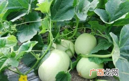 甜瓜二茬瓜整枝诀窍 甜瓜苗怎么进行整枝