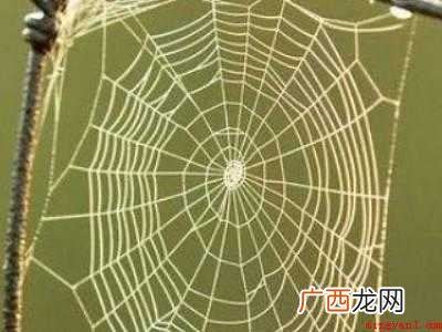蜘蛛怎么结网