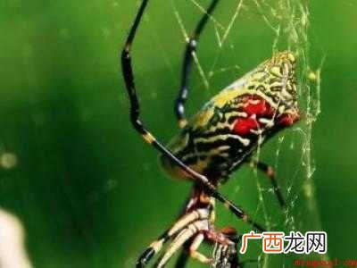 蜘蛛怎么结网
