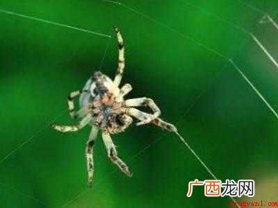 蜘蛛怎么结网