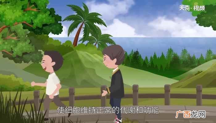 心脏在人体什么位置视频 心脏在人体什么位置图解