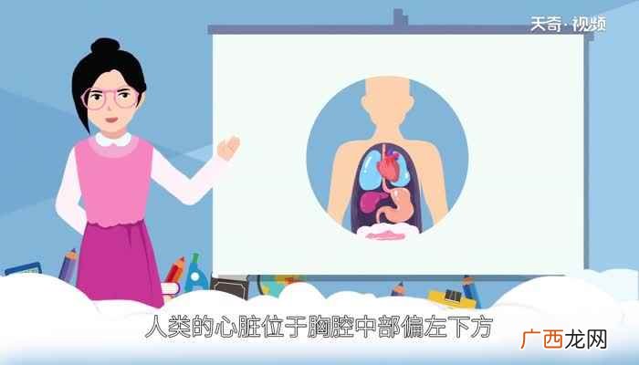 心脏在人体什么位置视频 心脏在人体什么位置图解