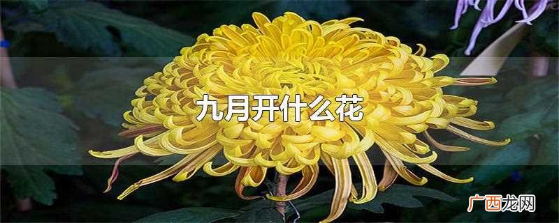 重阳节历来有赏菊的风俗 九月开什么花