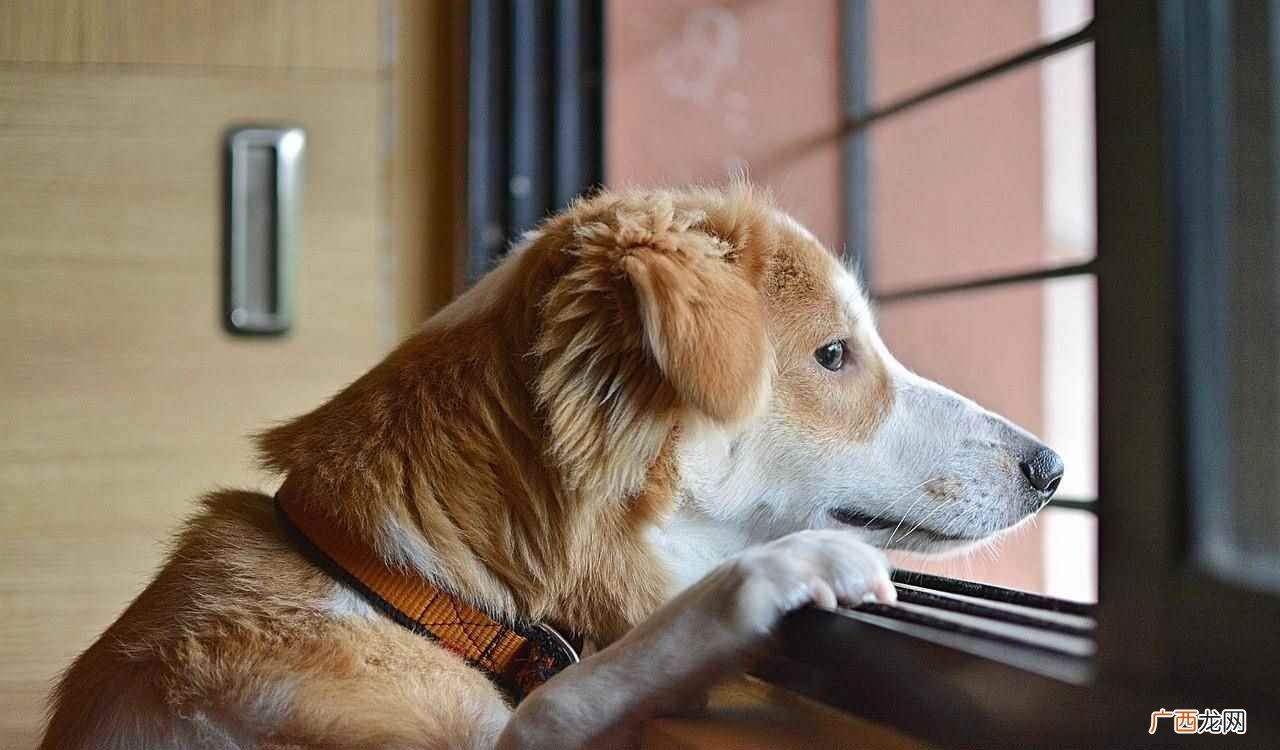晚上狗叫是不是代表有鬼 半夜狗叫是看到鬼了吗