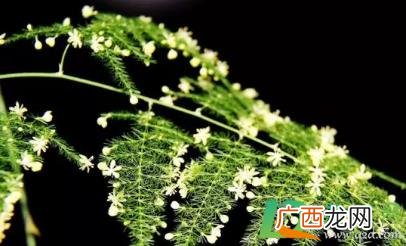 文竹修剪的枝条可以养活吗 文竹修剪的枝可以成活不