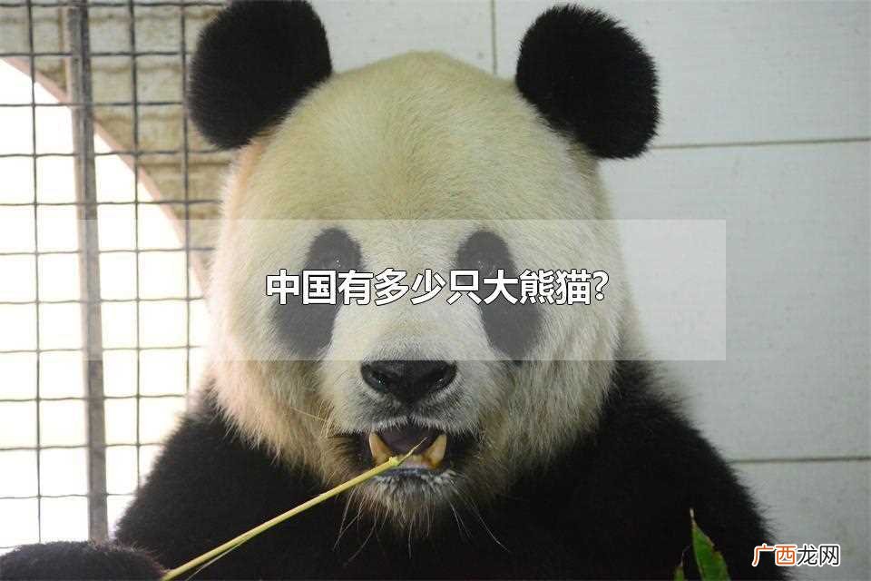 中国有多少只大熊猫被租出去 中国有多少只大熊猫