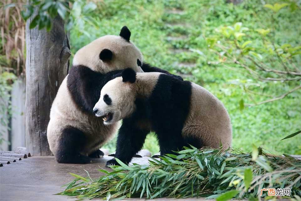 中国有多少只大熊猫被租出去 中国有多少只大熊猫