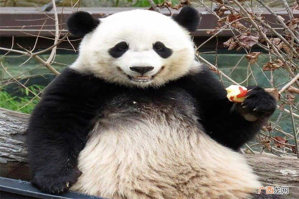 中国有多少只大熊猫被租出去 中国有多少只大熊猫