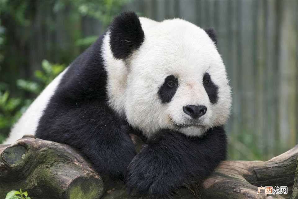 中国有多少只大熊猫被租出去 中国有多少只大熊猫