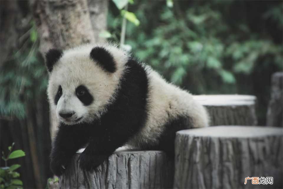 中国有多少只大熊猫被租出去 中国有多少只大熊猫