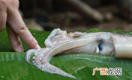 鱿鱼的膜需要撕掉吗 鱿鱼的膜没有撕掉能吃吗