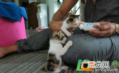 幼猫一个月离开母猫可以吗 小猫多大母猫就不管了