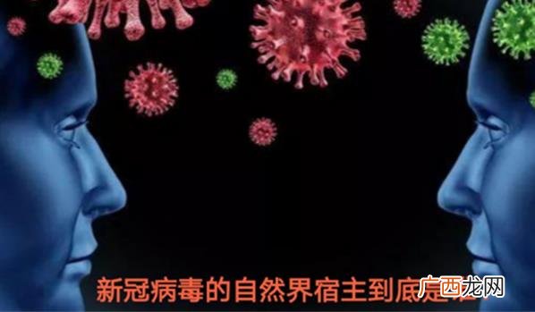 新冠起源到底是哪里 新冠最有可能的起源是什么