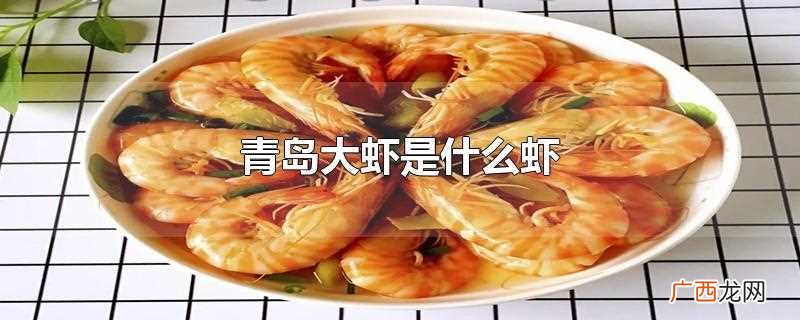青岛大虾是什么虾种 青岛大虾是什么虾