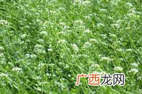 荠菜花煮鸡蛋有什么功效 荠菜花