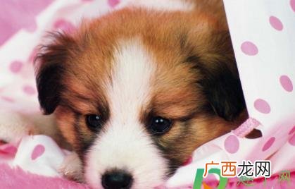 狗狗口水有泡沫怎么回事啊 狗狗口水有泡沫怎么回事