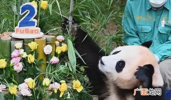 美国动物园为丫丫举行告别派对 丫丫要回来了吗？