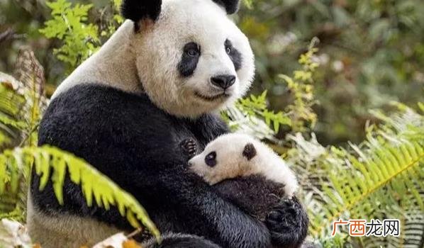 美国动物园为丫丫举行告别派对 丫丫要回来了吗？