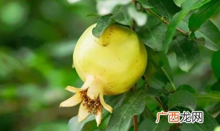 石榴皮煮水喝注意事项 石榴皮什么颜色代表熟了