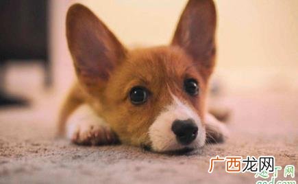 柯基尾巴为什么要断尾 柯基第二天可以断尾吗