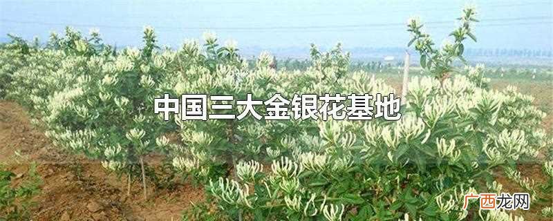 中国三大金银花基地在哪里 中国三大金银花基地