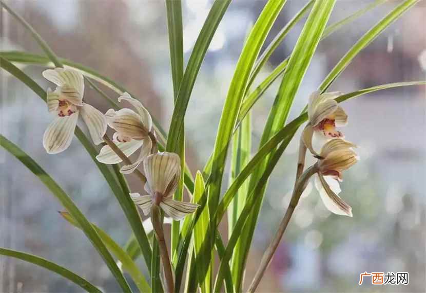 花中君子指的是什么花 花中君子是指什么花