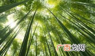 关于竹子的品质和精神 关于竹子的品质
